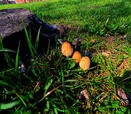 Gombák a fatörzsnél a fűben Cseresznyés utca Érsekújvár 