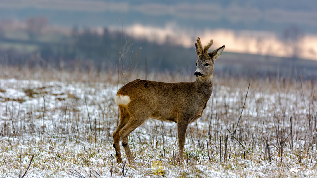 mlwildlifephoto fotója