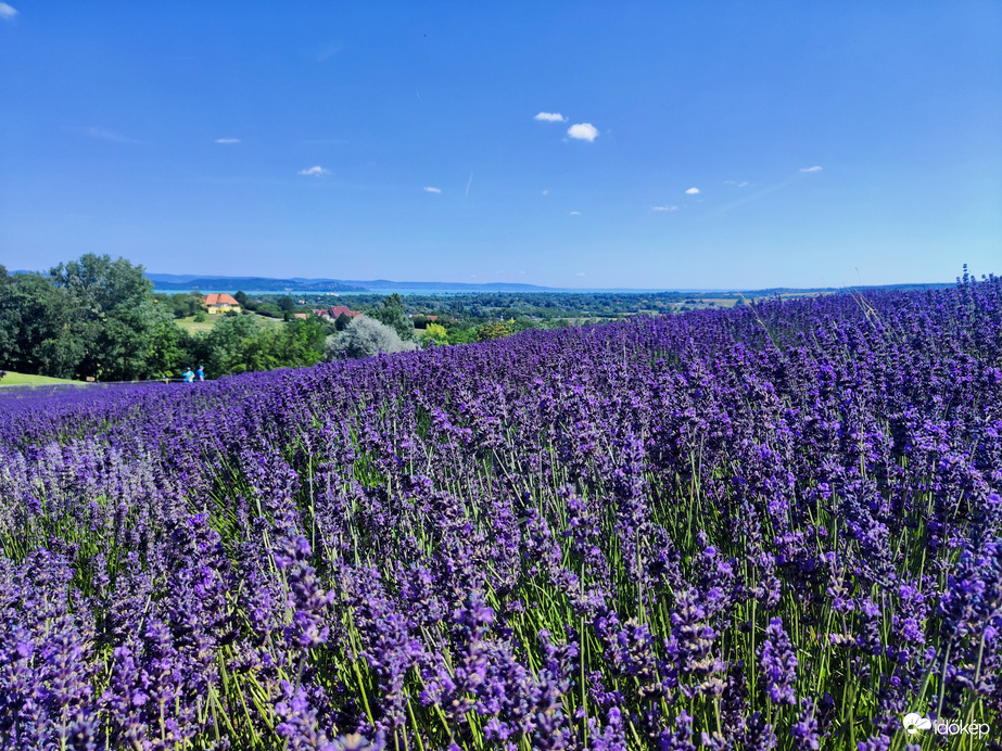 Levendula és a Balaton 