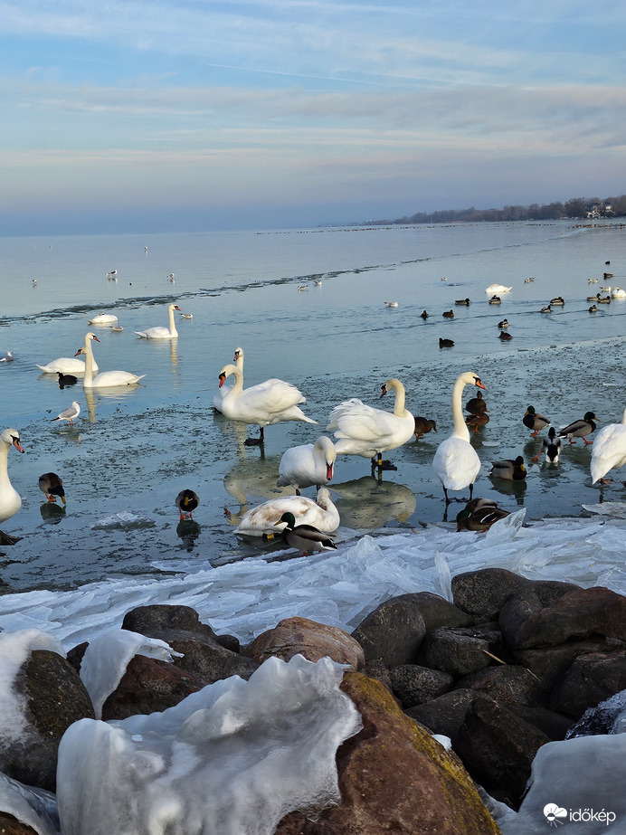 Fagyos Balaton élővilága