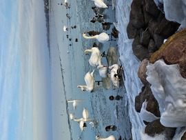 Fagyos Balaton élővilága