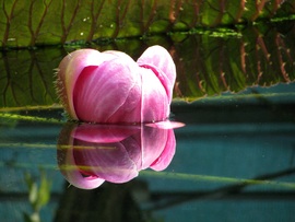 Victoria amazonica