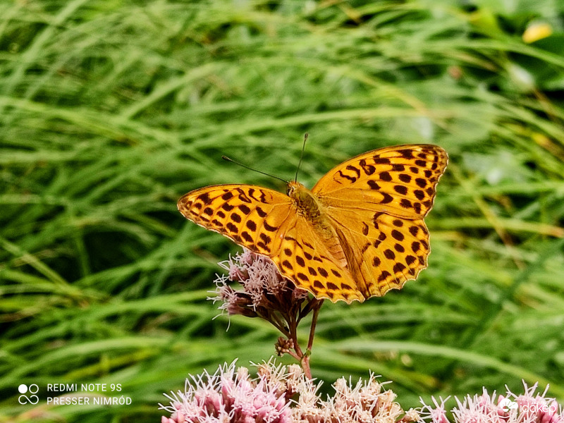 Nagy gyöngyházlepke (Argynnis paphia) :) 3.