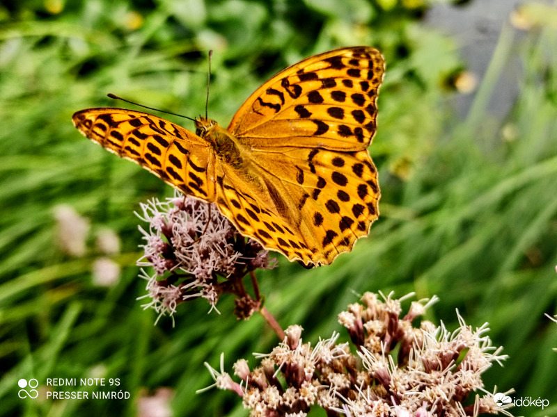 Nagy gyöngyházlepke (Argynnis paphia) :)