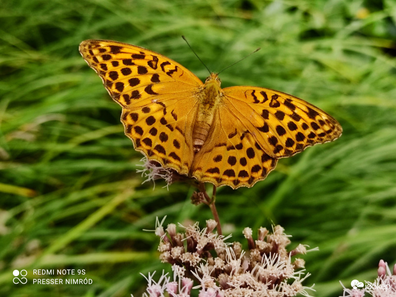 Nagy gyöngyházlepke (Argynnis paphia) :) 2.