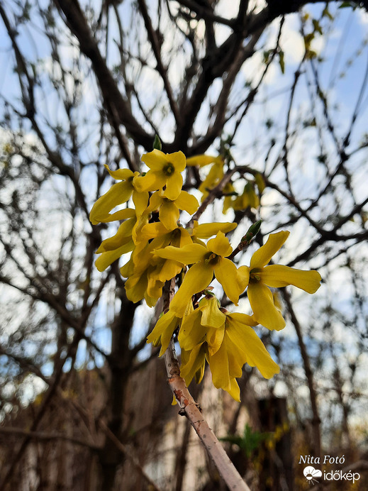 Nyílik már az Aranyeső! :)