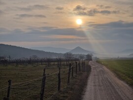 Sáska