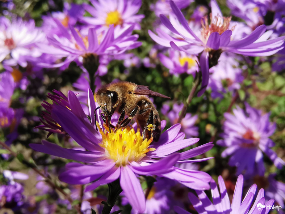 BEESztosan október? 