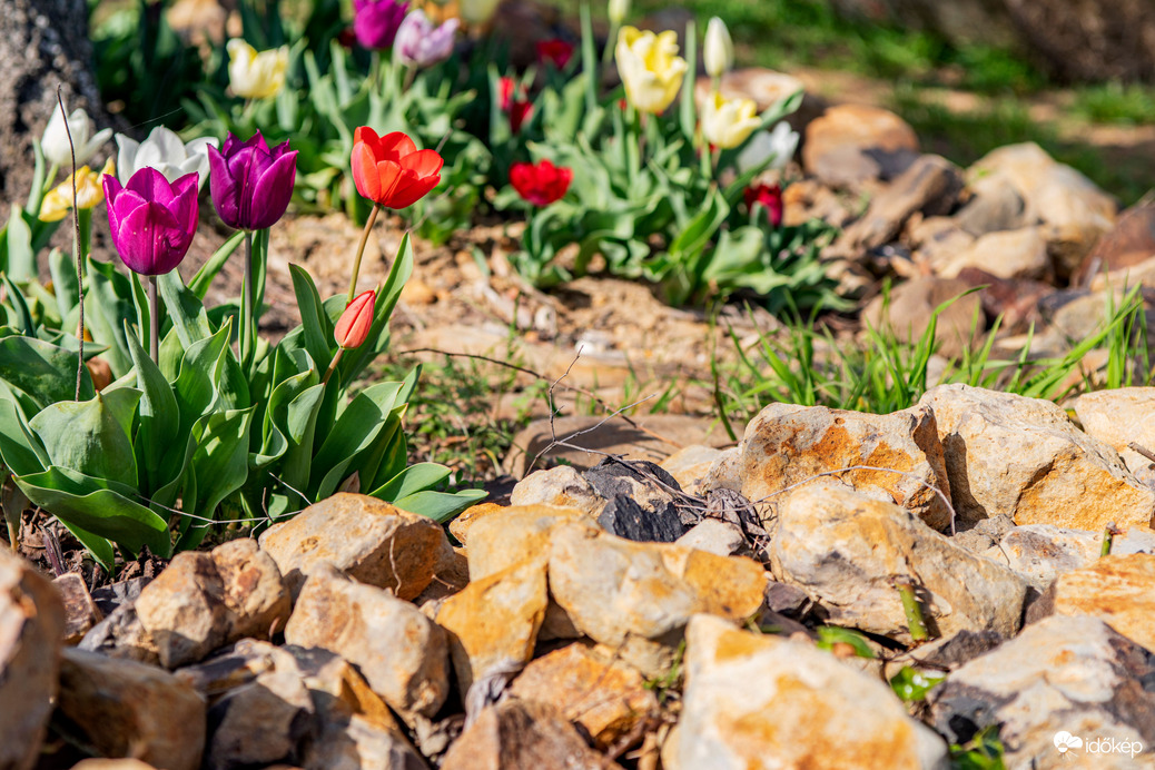 Badacsonytomaj tulipánkert