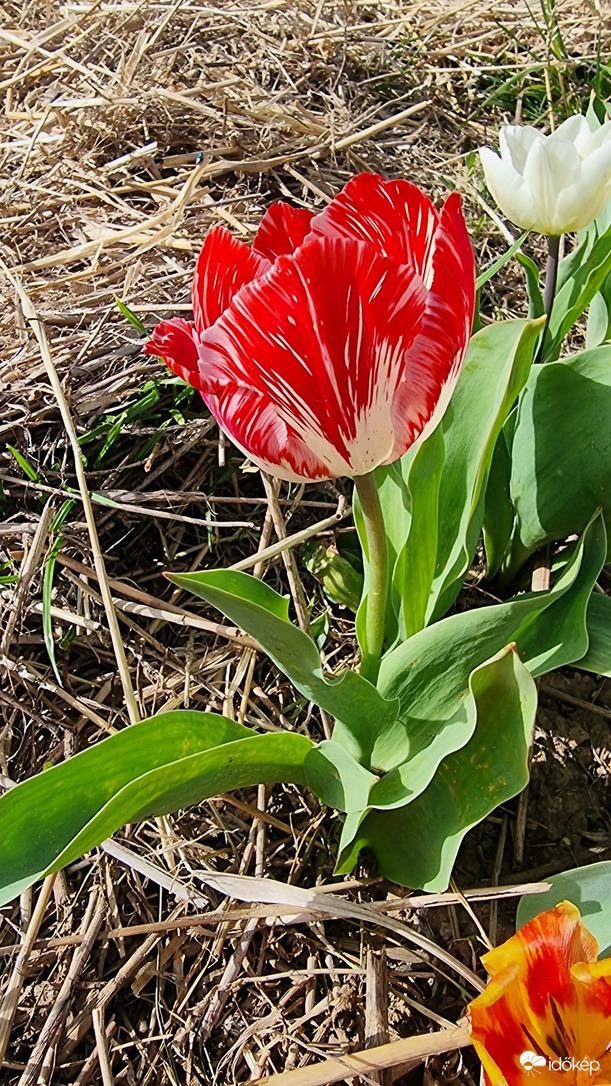 Badacsonytomaj tulipánkert