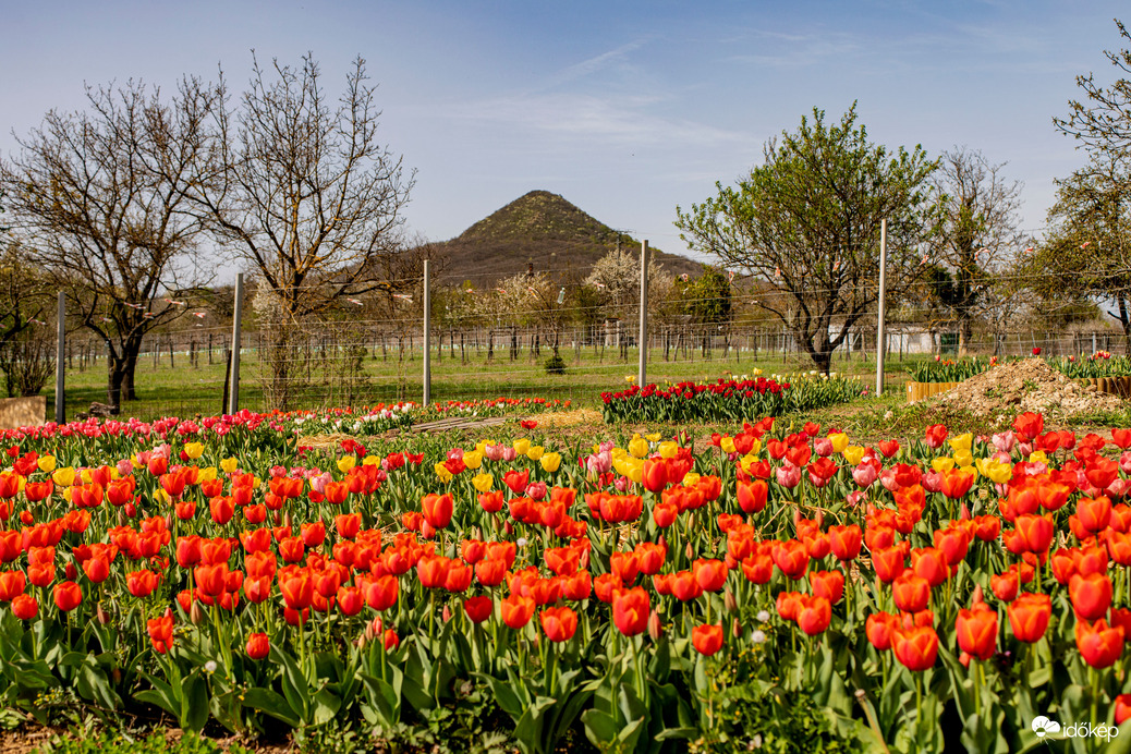 Badacsonytomaj tulipánkert