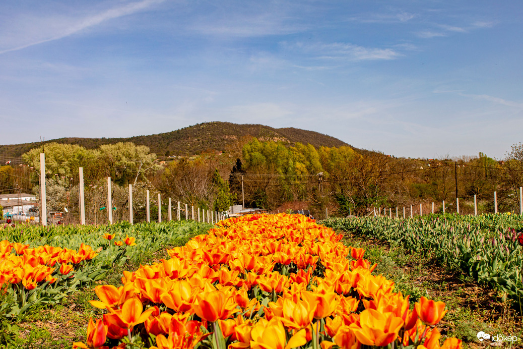 Badacsonytomaj tulipánkert