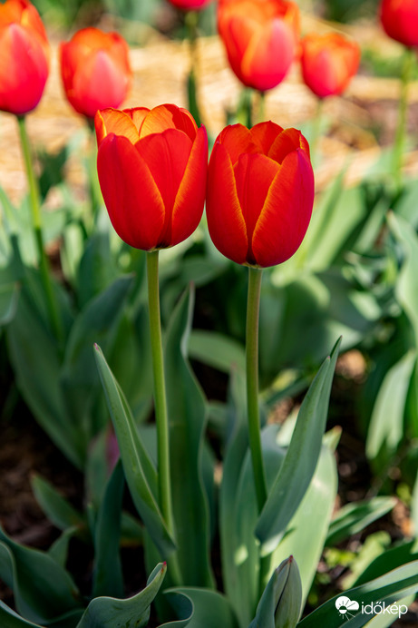 Badacsonytomaj tulipánkert