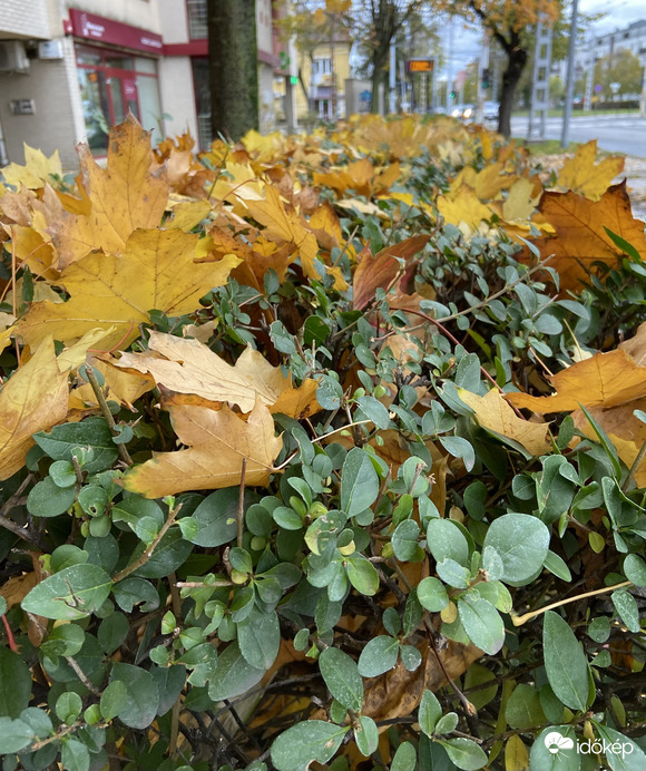 Idegen tollakkal ékeskedik