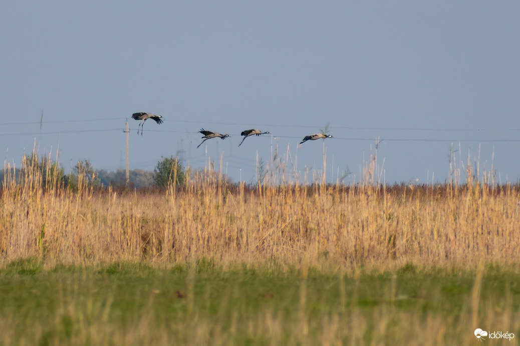 Darvak a Hortobágyi Nemzeti Park déli részén