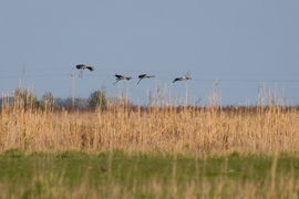 Darvak a Hortobágyi Nemzeti Park déli részén