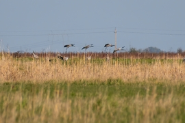 Darvak a Hortobágyi Nemzeti Park déli részén