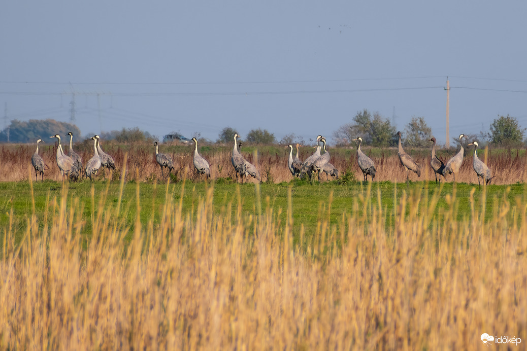 Darvak a Hortobágyi Nemzeti Park déli részén