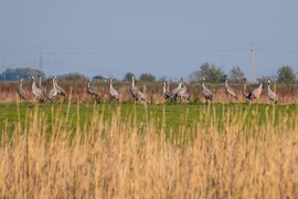 Darvak a Hortobágyi Nemzeti Park déli részén