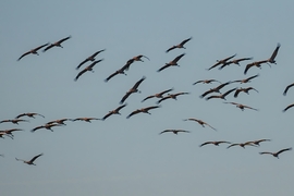 Darvak a Hortobágyi Nemzeti Park déli részén