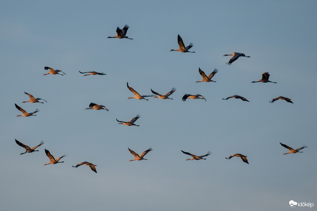 Darvak a Hortobágyi Nemzeti Park déli részén