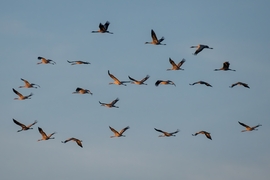 Darvak a Hortobágyi Nemzeti Park déli részén