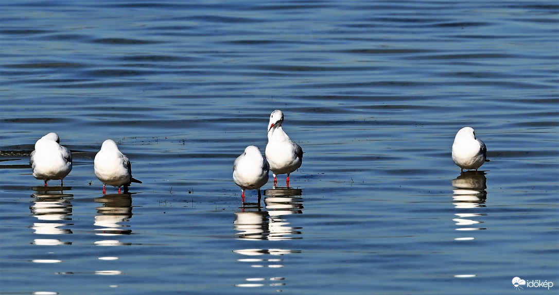 Balatonföldvár