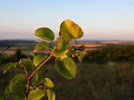 Napfelkelte