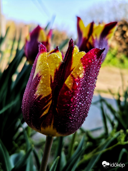 Harmatos tulipán