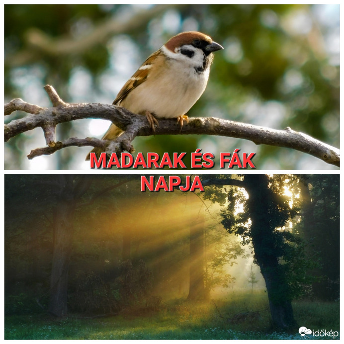 Madarak és Fák Napja!