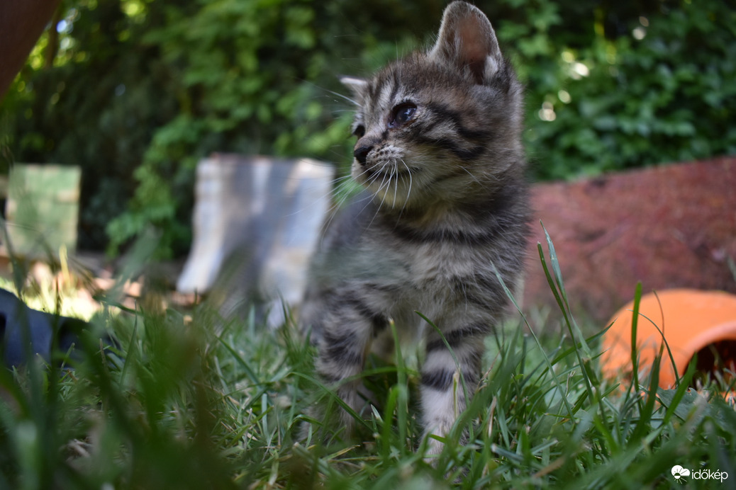 Szokatlan terepen kíváncsiság lepte el a kiscicát