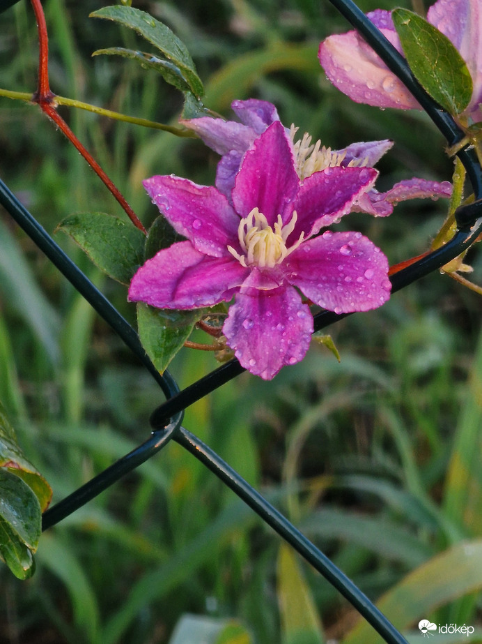 Clematis florida