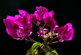 Bougainvillea - Murvafürt