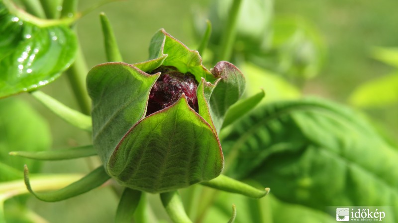 Mocsári Hibiszkusz nyílóban