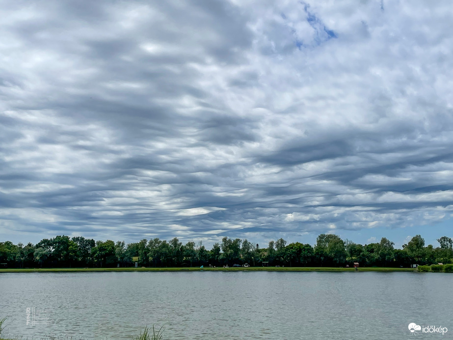 Undulatus asperatus