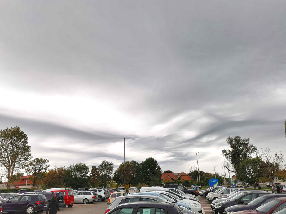 Undulatus asperatus