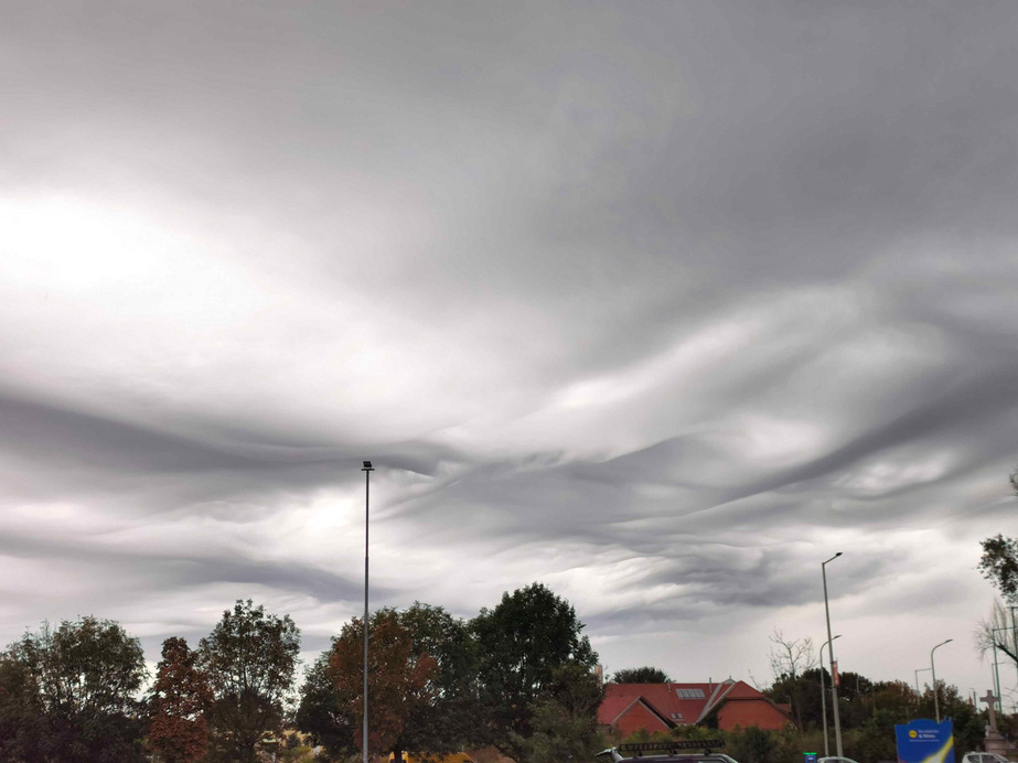 Undulatus asperatus