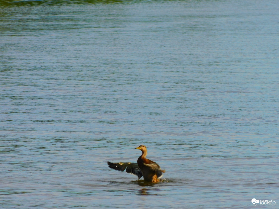 Tisza tónál