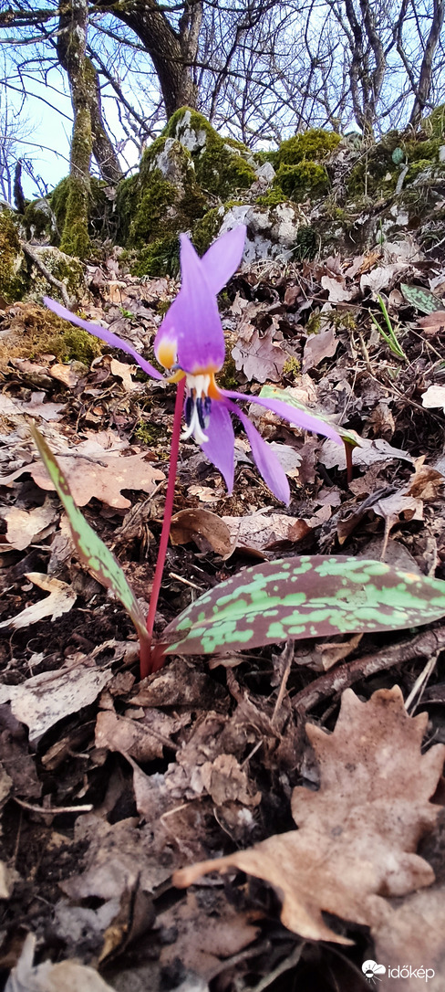 Kakas mandikó