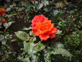 A rózsát is bekoszolta a saras eső