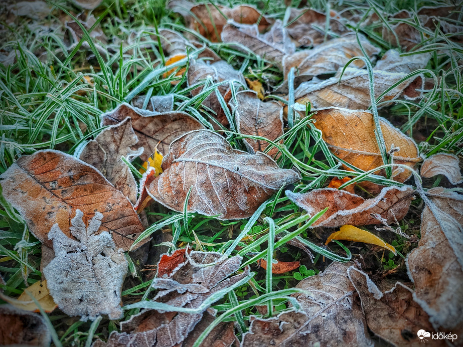 Novemberi deres természet