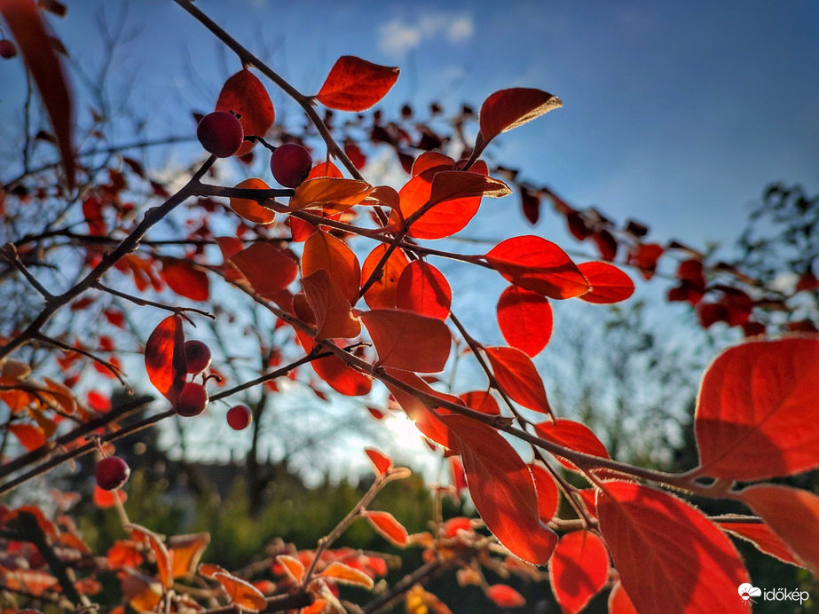 Őszi színvarázs november utolsó napján