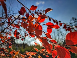 Őszi színvarázs november utolsó napján