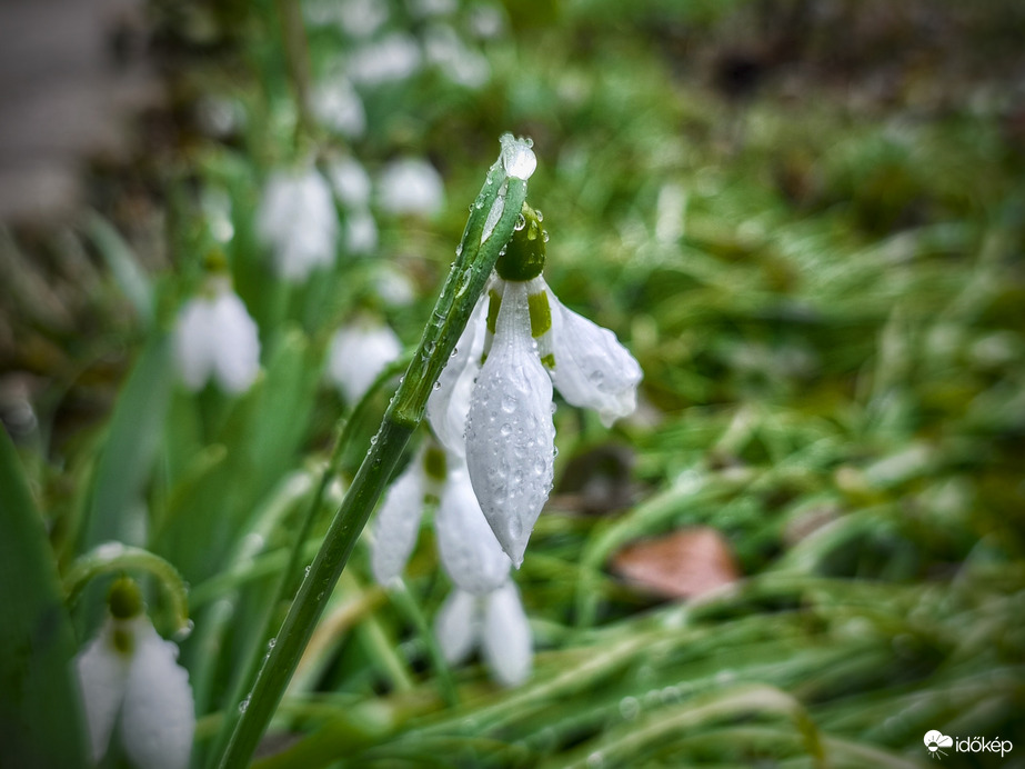 Hóvirág a február végi esőben