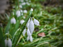 Hóvirág a február végi esőben