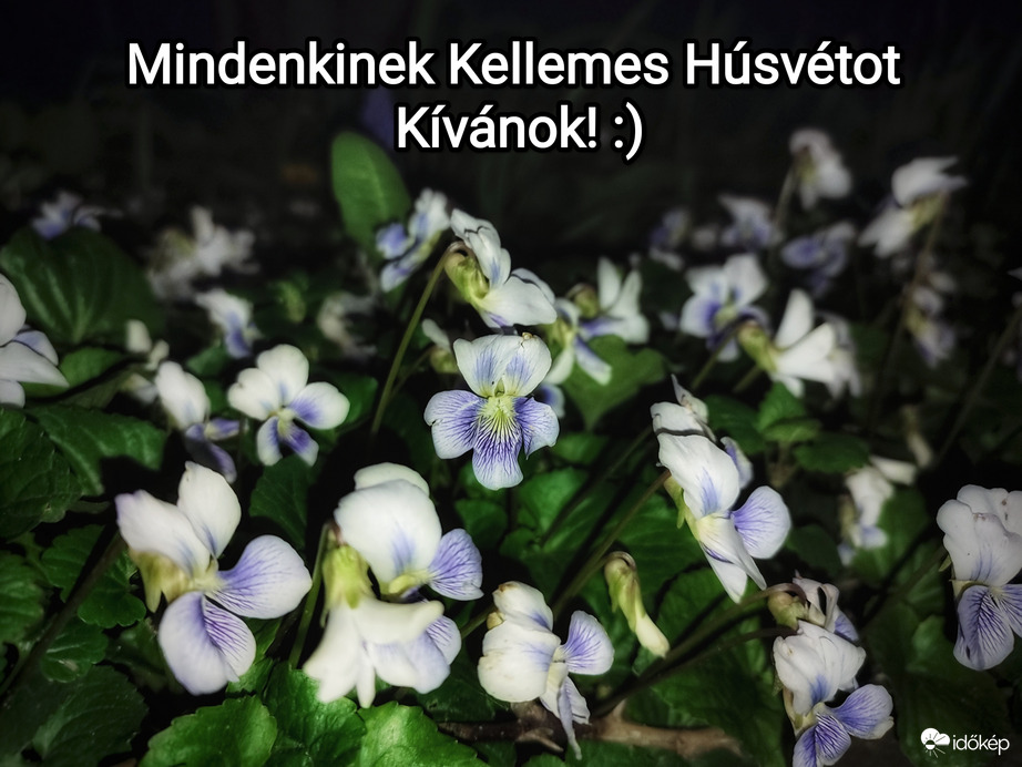 Ibolyákkal kívánok Mindenkinek kellemes húsvétot! :)