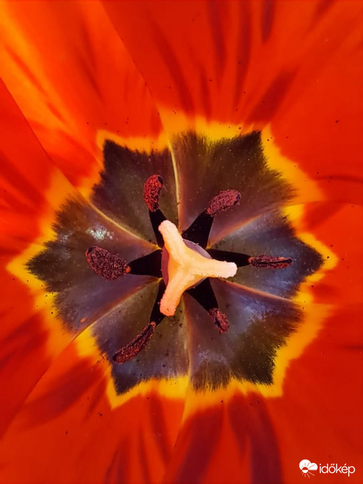 macro tulipán