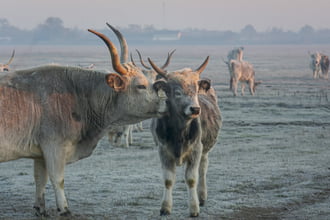 Szürkék a deres pusztában