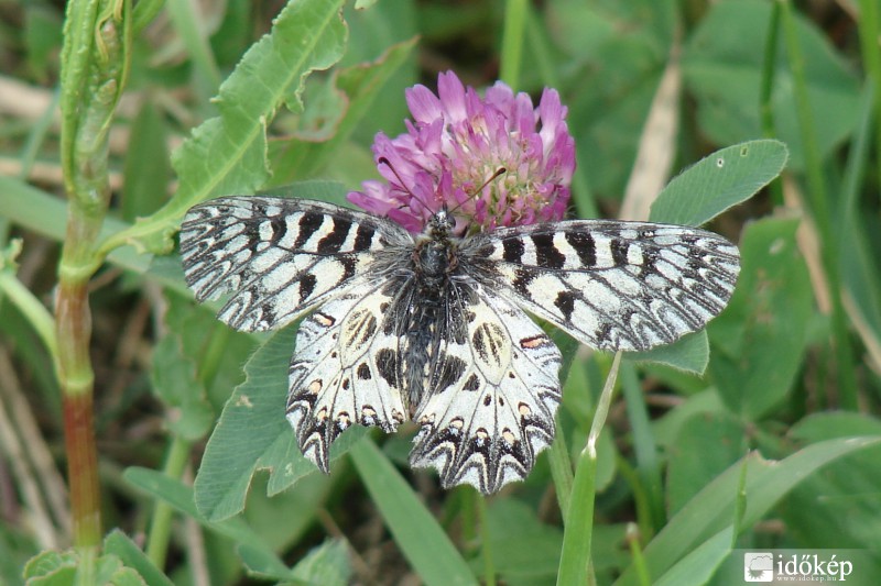 Farkasalma lepke (Zerynthia polyxena)