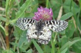 Farkasalma lepke (Zerynthia polyxena)